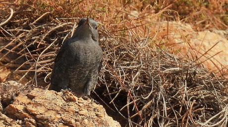 Un habitante en las rocas.