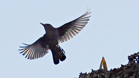 Un habitante en las rocas.
