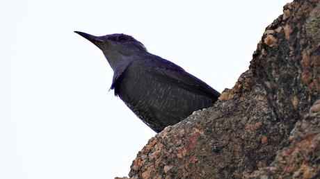 Un habitante en las rocas.