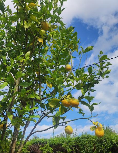 SPAGHETTIS  AL PESTO DE LIMÓN