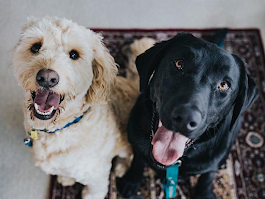 Multas de hasta $8 millones por maltrato a los animales