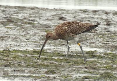 ZARAPITO ANILLADO EN HOLANDA