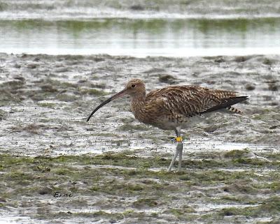 ZARAPITO ANILLADO EN HOLANDA