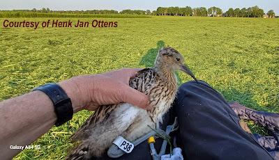 ZARAPITO ANILLADO EN HOLANDA