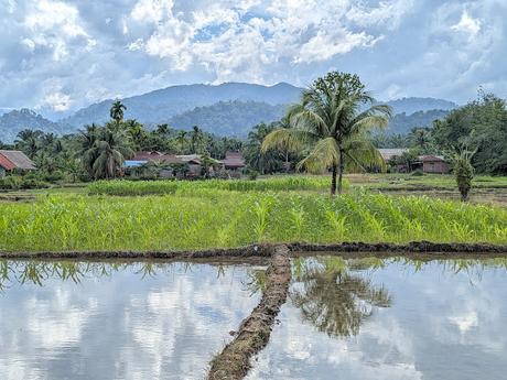 Treking en Bukit Lawang (Sumatra) Treking en Bukit Lawang (Sumatra)