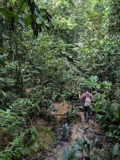 Treking en Bukit Lawang (Sumatra) Treking en Bukit Lawang (Sumatra)