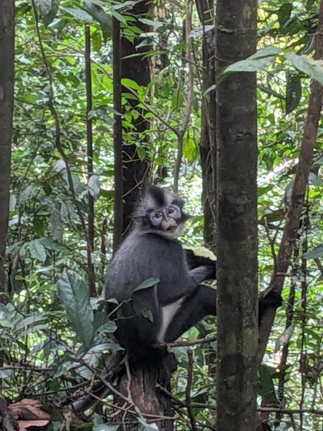 Treking en Bukit Lawang (Sumatra) Treking en Bukit Lawang (Sumatra)