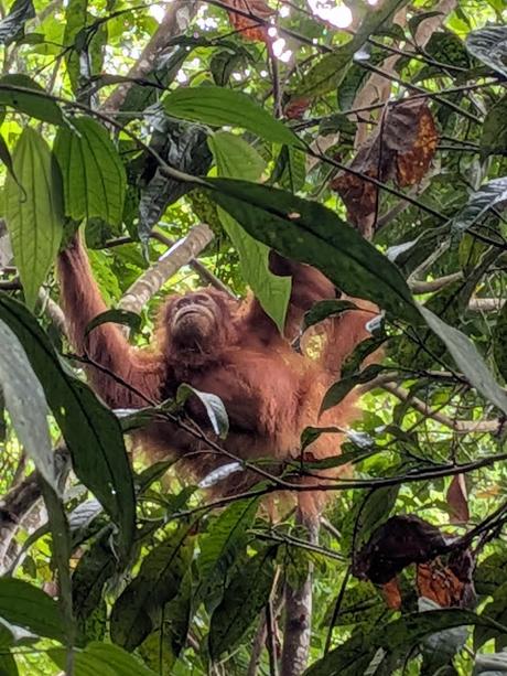 Treking en Bukit Lawang (Sumatra) Treking en Bukit Lawang (Sumatra)