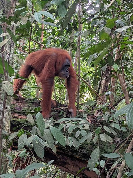 Treking en Bukit Lawang (Sumatra) Treking en Bukit Lawang (Sumatra)