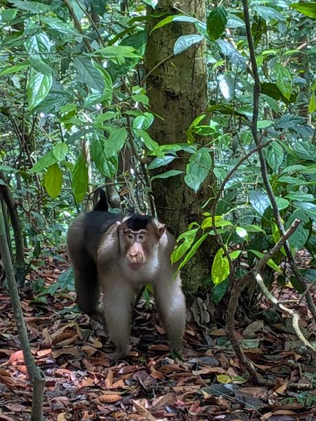 Treking en Bukit Lawang (Sumatra) Treking en Bukit Lawang (Sumatra)