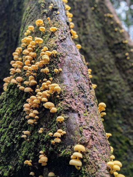 Treking en Bukit Lawang (Sumatra) Treking en Bukit Lawang (Sumatra)