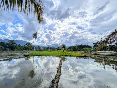 Treking en Bukit Lawang (Sumatra) Treking en Bukit Lawang (Sumatra)