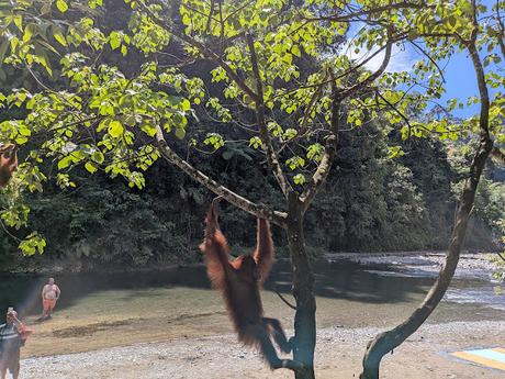 Treking en Bukit Lawang (Sumatra) Treking en Bukit Lawang (Sumatra)