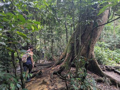 Treking en Bukit Lawang (Sumatra) Treking en Bukit Lawang (Sumatra)