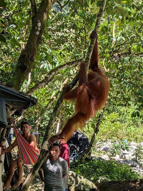 Treking en Bukit Lawang (Sumatra) Treking en Bukit Lawang (Sumatra)
