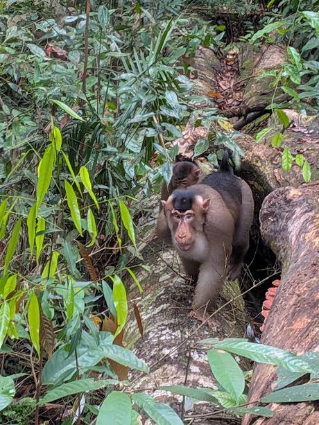 Treking en Bukit Lawang (Sumatra) Treking en Bukit Lawang (Sumatra)