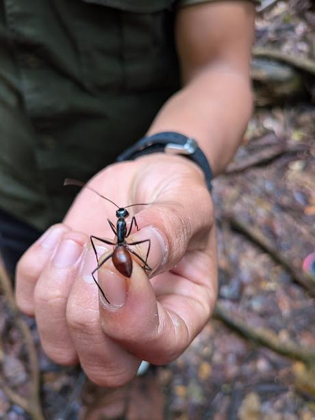 Treking en Bukit Lawang (Sumatra) Treking en Bukit Lawang (Sumatra)