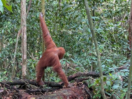 Treking en Bukit Lawang (Sumatra) Treking en Bukit Lawang (Sumatra)