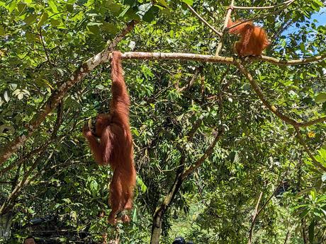 Treking en Bukit Lawang (Sumatra) Treking en Bukit Lawang (Sumatra)