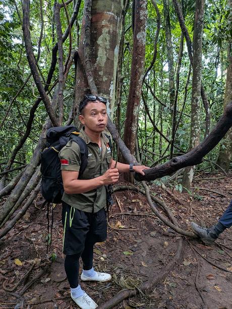 Treking en Bukit Lawang (Sumatra) Treking en Bukit Lawang (Sumatra)