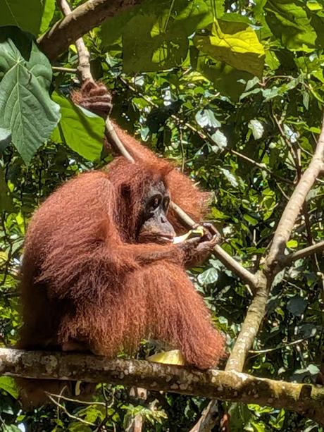 Treking en Bukit Lawang (Sumatra) Treking en Bukit Lawang (Sumatra)