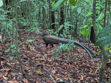 Treking en Bukit Lawang (Sumatra) Treking en Bukit Lawang (Sumatra)