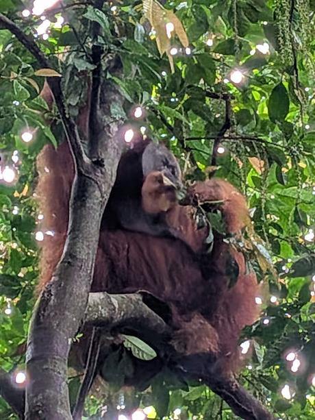 Treking en Bukit Lawang (Sumatra) Treking en Bukit Lawang (Sumatra)