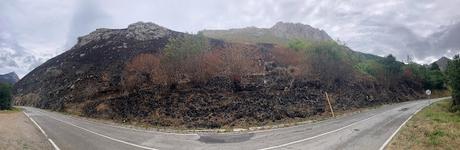 Después de los incendios de agosto de 2025 ¿Cómo quedan los osos? Después de los incendios de agosto de 2025 ¿Cómo quedan los osos?