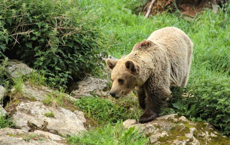 Después de los incendios de agosto de 2025 ¿Cómo quedan los osos? Después de los incendios de agosto de 2025 ¿Cómo quedan los osos?