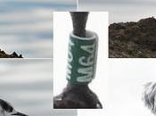 Charrán Patinegro Puerto Olímpico Barcelona