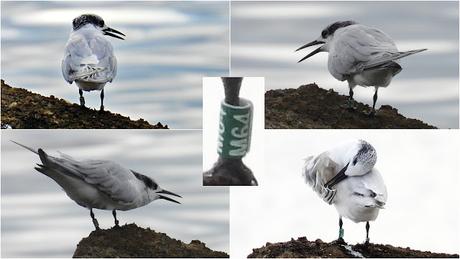 Charrán Patinegro M64 en el Puerto Olímpico de Barcelona