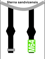Charrán Patinegro M64 en el Puerto Olímpico de Barcelona