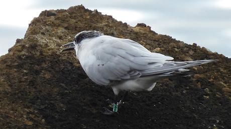 Charrán Patinegro M64 en el Puerto Olímpico de Barcelona