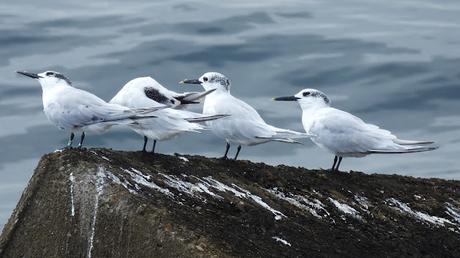 Charrán Patinegro M64 en el Puerto Olímpico de Barcelona