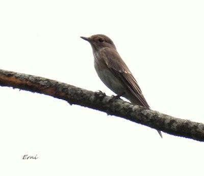 PAJARITOS MIGRATORIOS DE HOY Y UNA REFLEXIÓN SOBRE EL KARPÍN