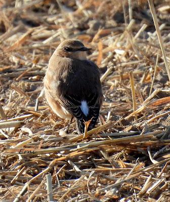 PAJARITOS MIGRATORIOS DE HOY Y UNA REFLEXIÓN SOBRE EL KARPÍN