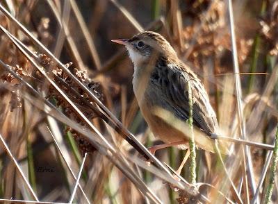 PAJARITOS MIGRATORIOS DE HOY Y UNA REFLEXIÓN SOBRE EL KARPÍN