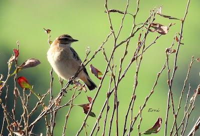 PAJARITOS MIGRATORIOS DE HOY Y UNA REFLEXIÓN SOBRE EL KARPÍN