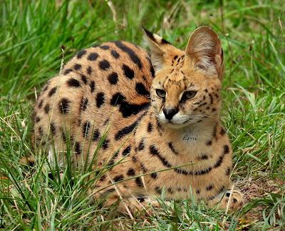 PAJARITOS MIGRATORIOS DE HOY Y UNA REFLEXIÓN SOBRE EL KARPÍN