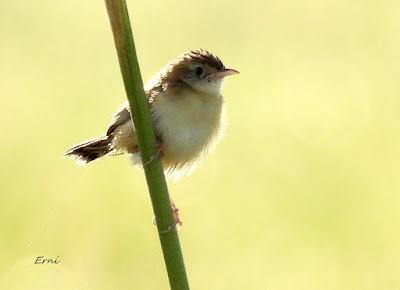 PAJARITOS MIGRATORIOS DE HOY Y UNA REFLEXIÓN SOBRE EL KARPÍN