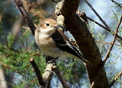 PAJARITOS MIGRATORIOS DE HOY Y UNA REFLEXIÓN SOBRE EL KARPÍN