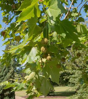 Proponer cambiar plátanos por la alergia que provocan