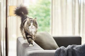 Una innovación científica con más de 10 años de investigación Una innovación científica con más de 10 años de investigación