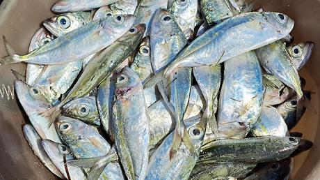 LOS PESCADORES DE VILANCULO LOS PESCADORES DE VILANCULO