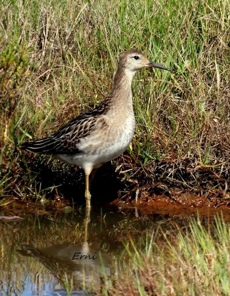 COMBATIENTE EN LAS MARISMAS DE SANTOÑA
