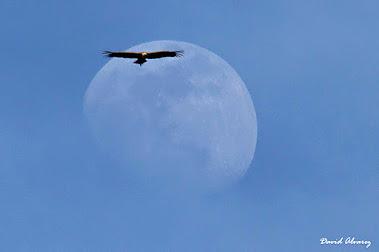 Cuando las aves migraban a la Luna Cuando las aves migraban a la Luna