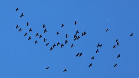 La Chova Piquigualda en la Ruta de la Marmota