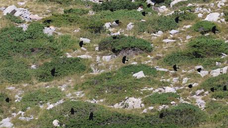 La Chova Piquigualda en la Ruta de la Marmota