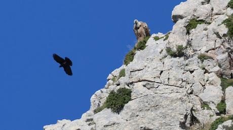 La Chova Piquigualda en la Ruta de la Marmota
