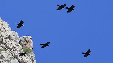 La Chova Piquigualda en la Ruta de la Marmota